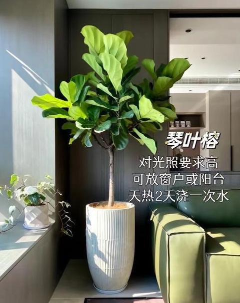 客厅大型绿植推荐：老虎皮兰与大象脚树等10种精选植物