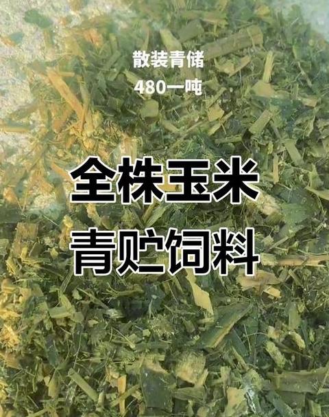 青贮玉米是什么科