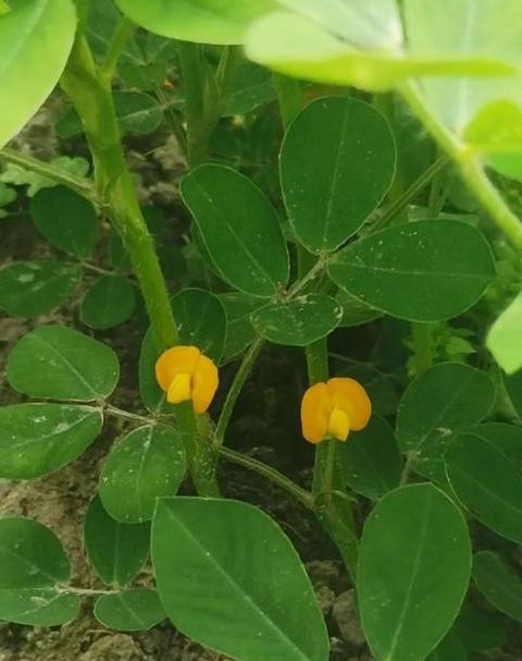 花生别名大盘点：从落花生到长寿果
