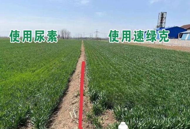 小麦返青水溶肥施用技巧与尿素撒施最佳时间解析
