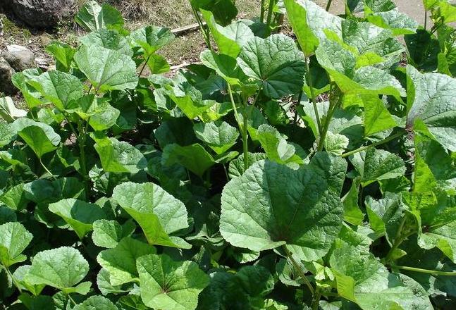 南方蔬菜种植时间表：月月有鲜蔬
