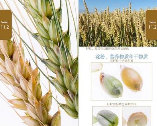 小麦传入中国历史揭秘：各朝代种植与发展历程