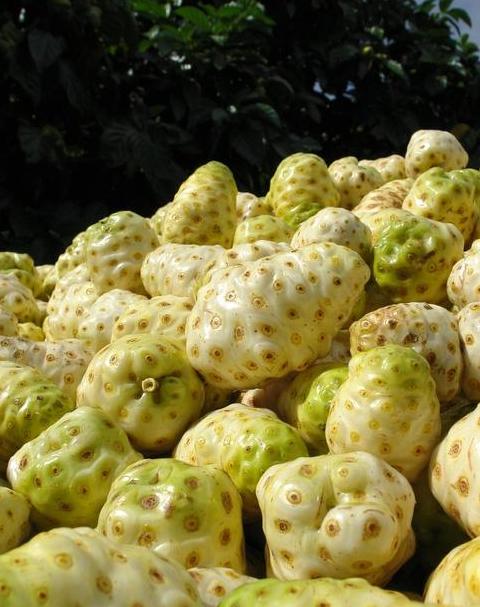 海南十大特色水果盘点