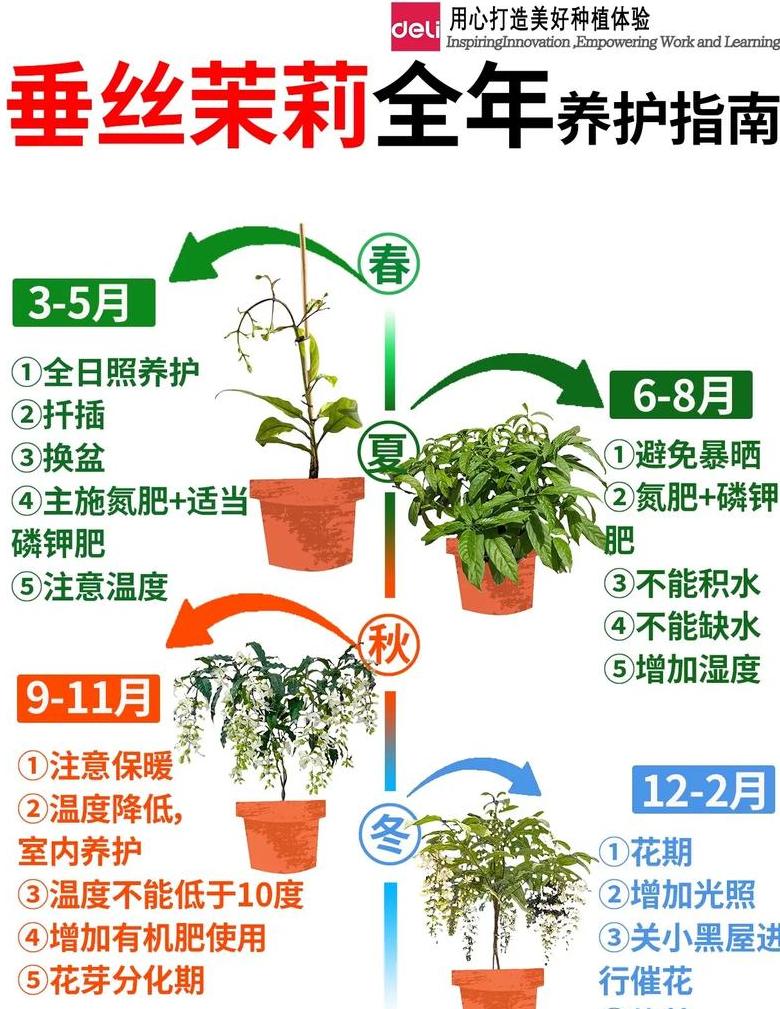 茉莉花四季施肥攻略