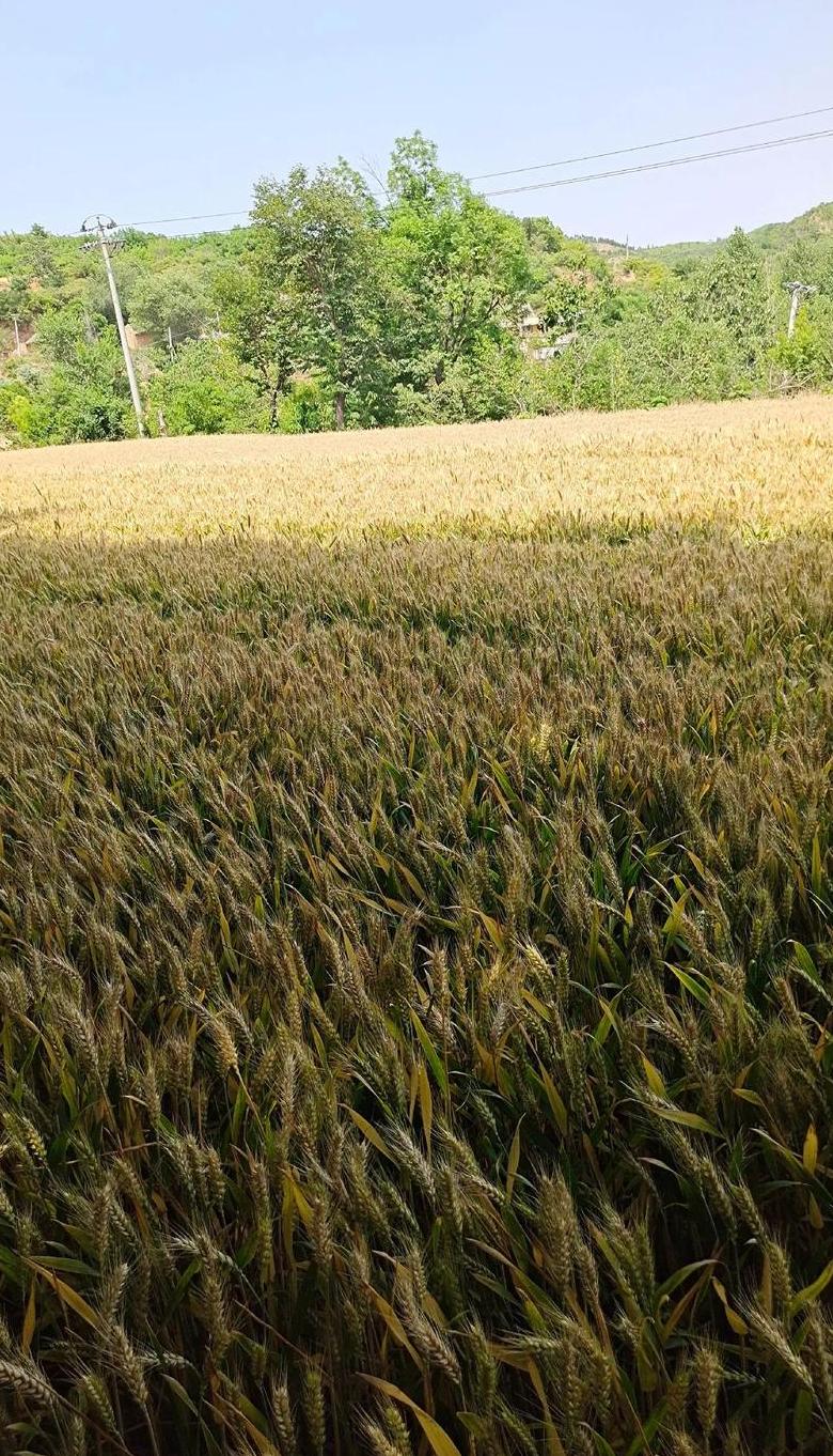 河南小麦收割时间及种植技术详解