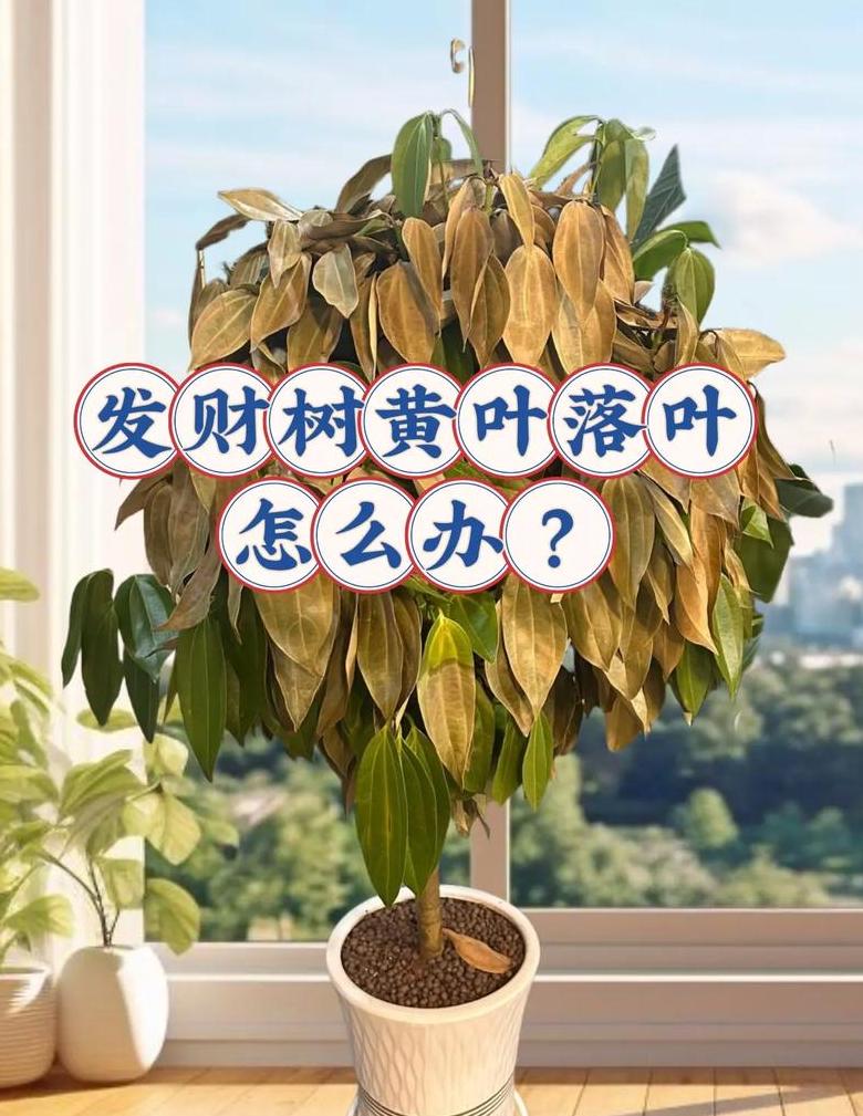 发财树枯萎救活指南：常见问题与解决方法
