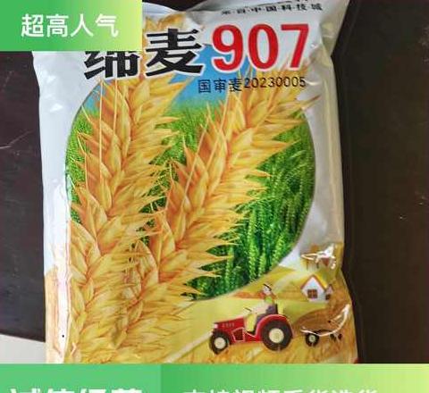 山东优质小麦种子品种推荐