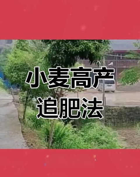 小麦追肥与除草最佳时机解析