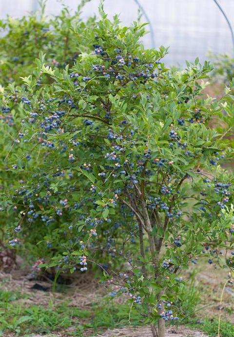 蓝莓种植海拔要求