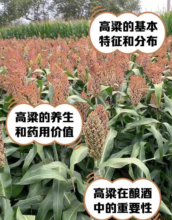 高粱种植技巧与时间管理指南