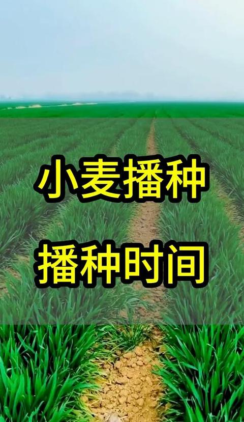 春小麦与冬小麦种植收获时间解析