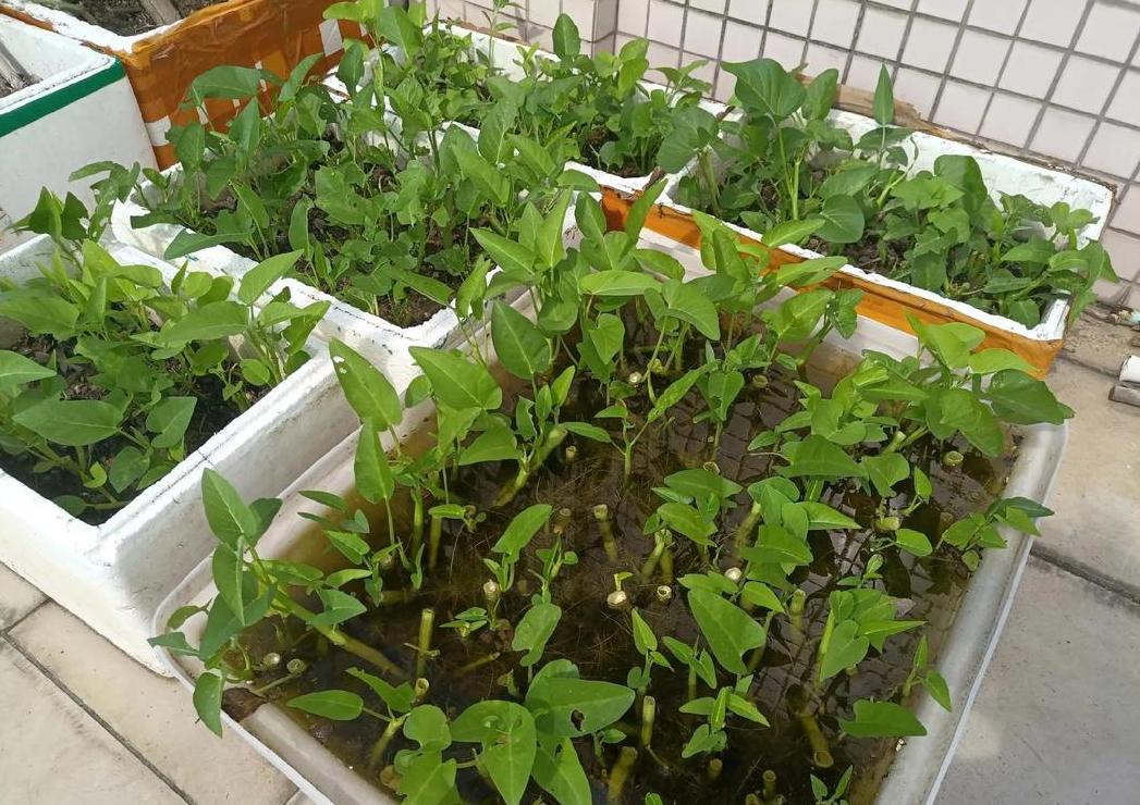 空心菜出苗几天可以施肥