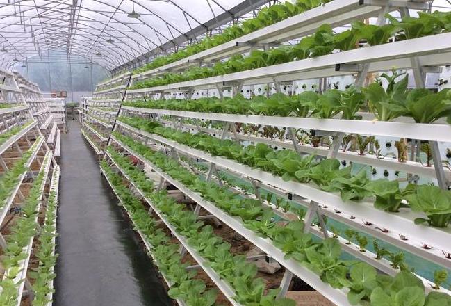 农民发明水培技术，一年7茬，亩产12万，回本快！