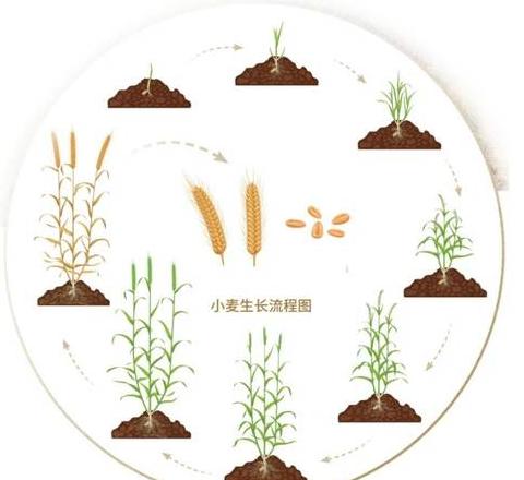 小麦分蘖规律与发育阶段详解