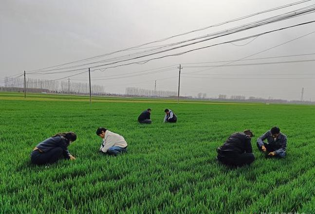 家庭种植小麦芽苗菜：水培种植方法与技巧分享