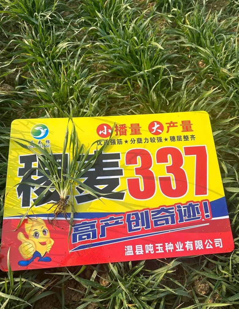郑麦618小麦品种购买指南