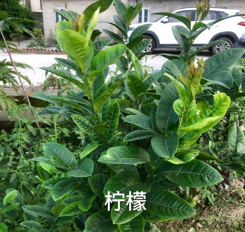 蓝莓新宠：蓝色水晶1号树苗详解及市场前景