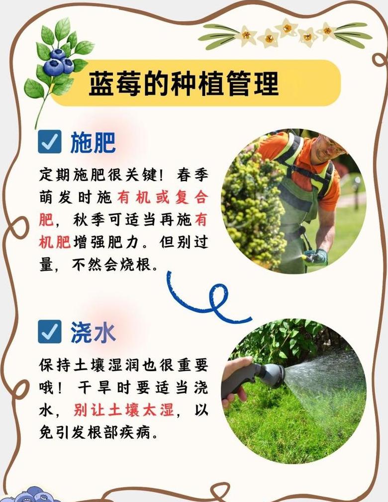 蓝莓12月开花处理指南