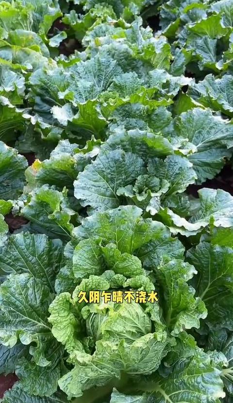 蔬菜种植施肥时机全解析