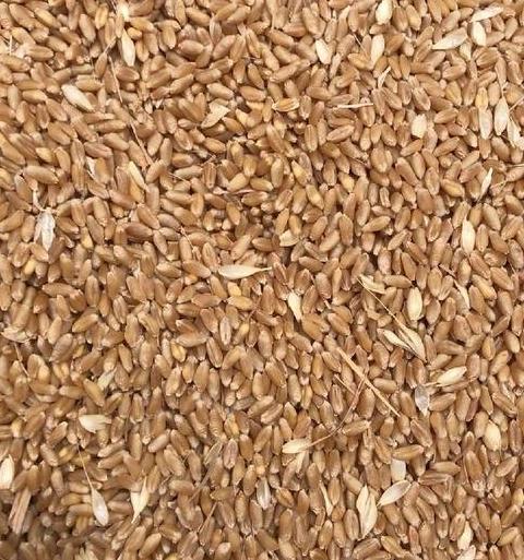 山东小麦品种大全：高产小麦推荐清单