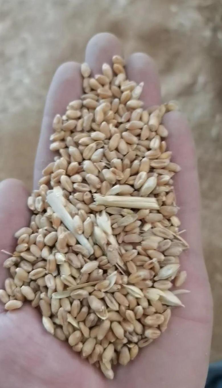 国家粮库小麦收购扣量标准解析