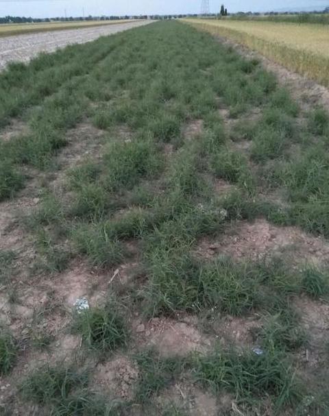 柴胡种植时间和亩收益