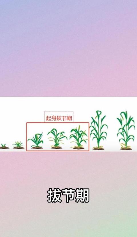 小麦拔节期时间及肥料使用指南