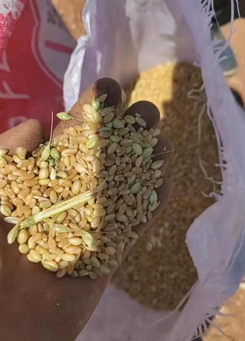 小麦含水率18%储存时长解析及水分控制标准