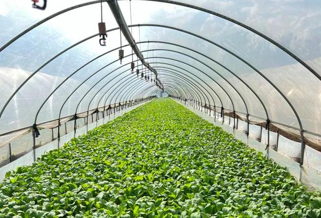 云南黄瓜种植基地分布及影响分析