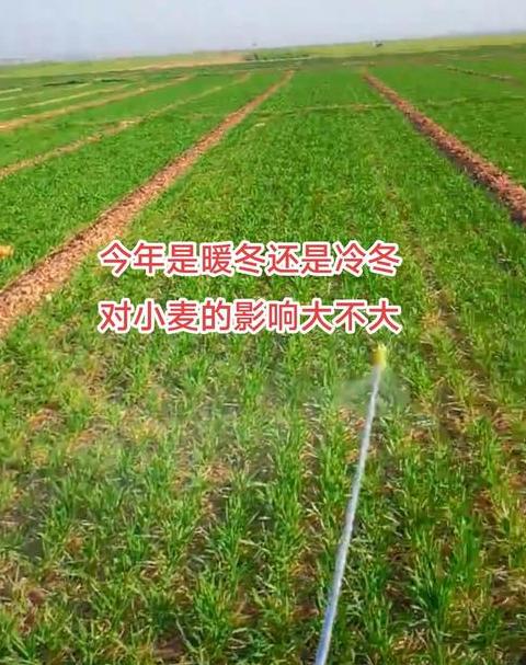 冬小麦过冬之谜及防冻技巧解析