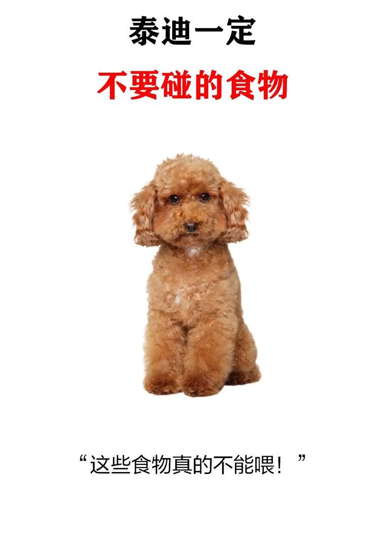 小泰迪禁食清单：揭秘哪些食物不能喂宠物狗