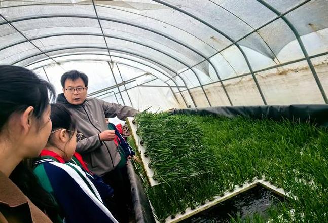 大棚蔬菜种植技术学习指南：全面学习路径推荐