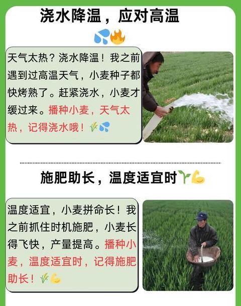 小麦最佳浇水时期全解析