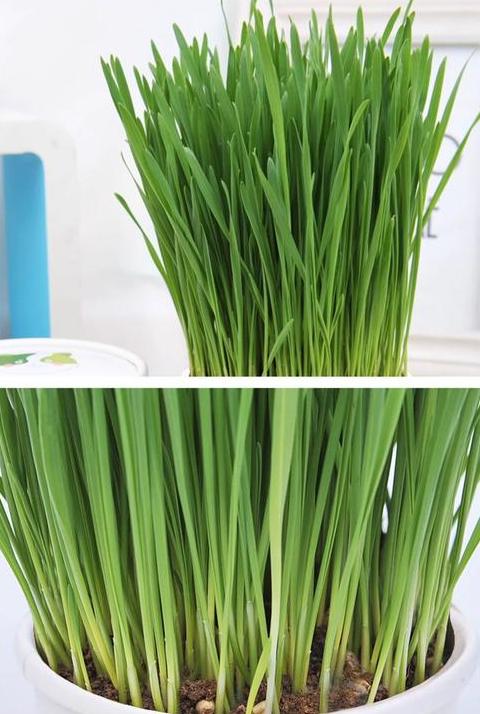 小麦苗是猫草吗
