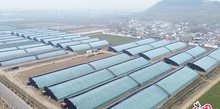 山东蔬菜基地全解析：绿色种植，丰富品种