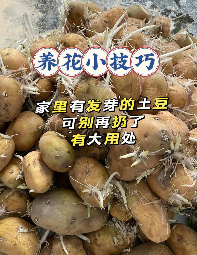 土豆保鲜防发芽技巧全解析