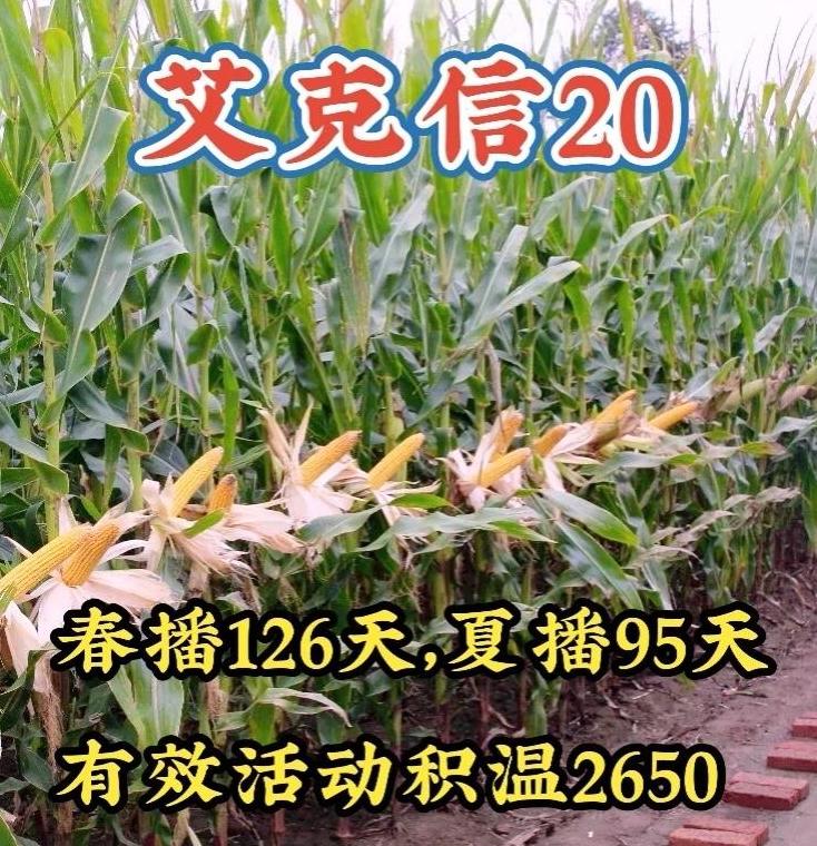 玉米积温与天数的关系