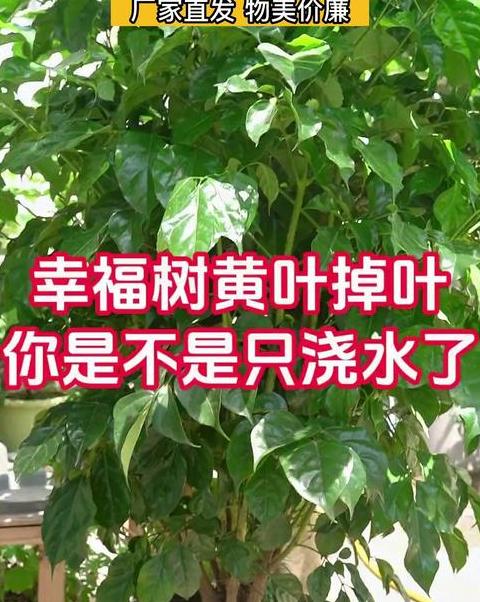 幸福树叶子掉落发干处理攻略