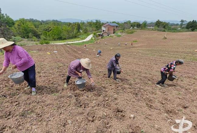 玉米种植最佳时间及成熟采摘指南