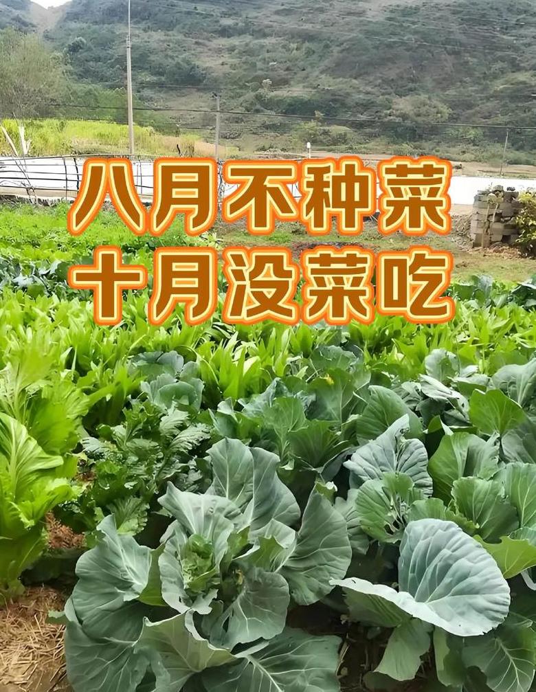 八月适合种的蔬菜水果