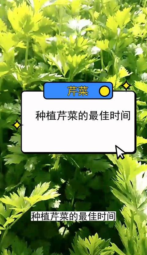 芹菜种植最佳季节及播种时间详解