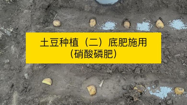 土豆种植选择合适的底肥肥料