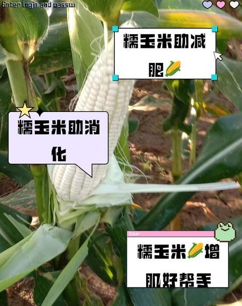 秸秆燃料卡路里值差异分析表