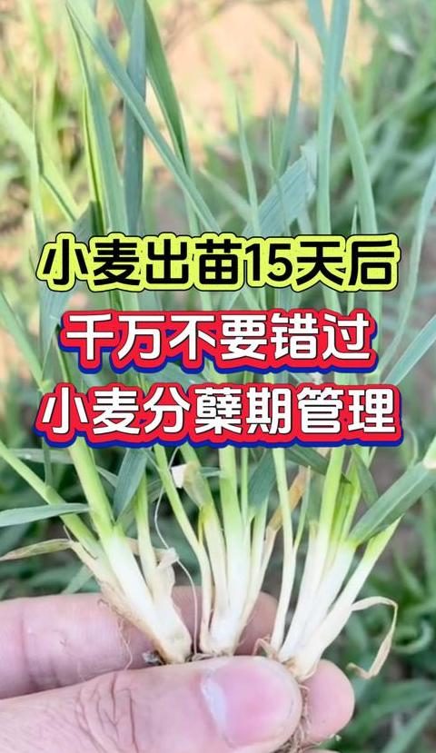 小麦生长周期详解：12个关键阶段及管理要点