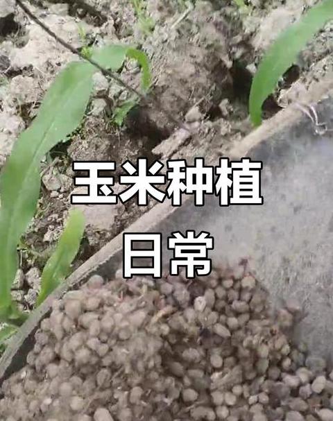 玉米苗无土移栽