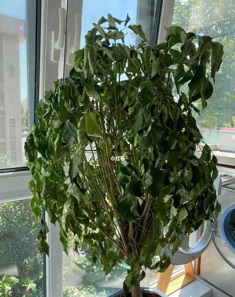幸福树枯萎了还能活吗