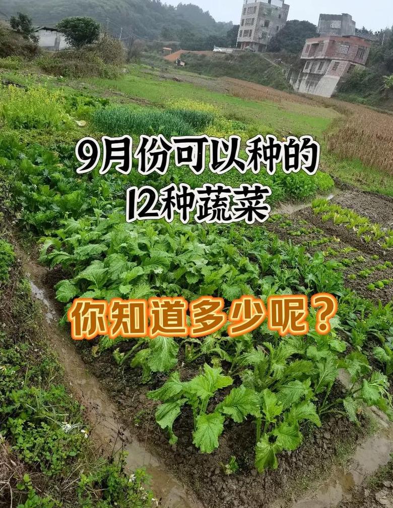 4月种植指南：哪些蔬菜最适宜播种