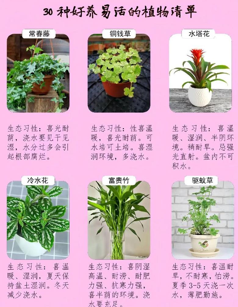室内养殖项目盘点：盆栽、观赏鱼、多肉植物等多选攻略