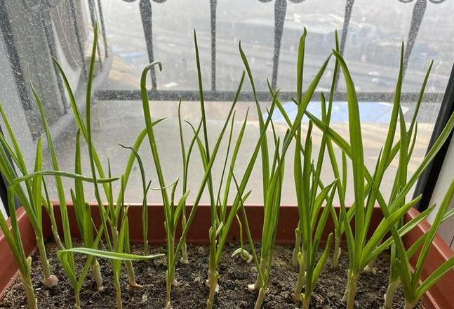 秋季阳台蔬菜种植指南