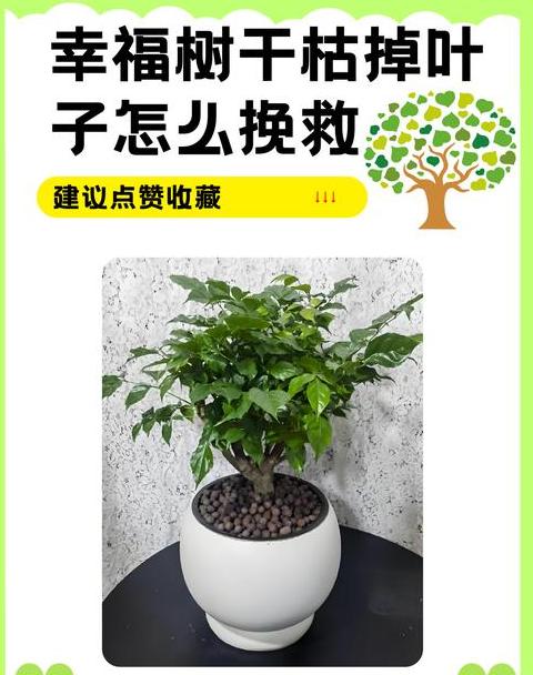 幸福树叶子发黄干枯掉落原因及解决办法